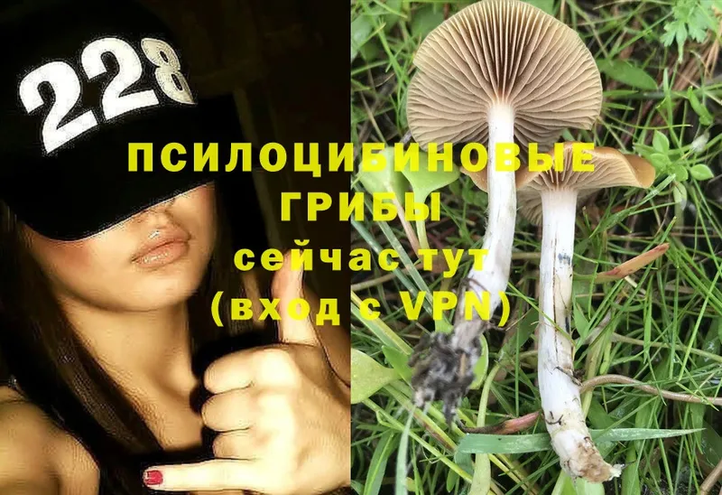 MEGA как войти  Мыски  Псилоцибиновые грибы MAGIC MUSHROOMS 